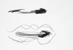 Claudia Thorban, Aronstab, 1995, Zeichnung auf Papier, 29 cm x 21 cm
