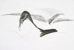 Claudia Thorban, Aronstab, 1999, Zeichnung auf Papier, 29 cm x 21 cm