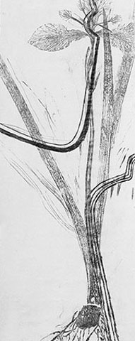 Claudia Thorban, Iris 03
